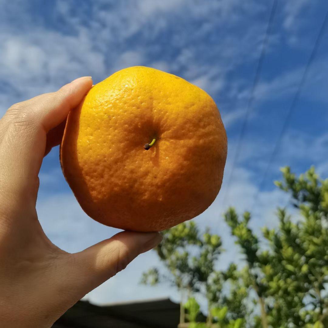 玲珑仓储果业零售店