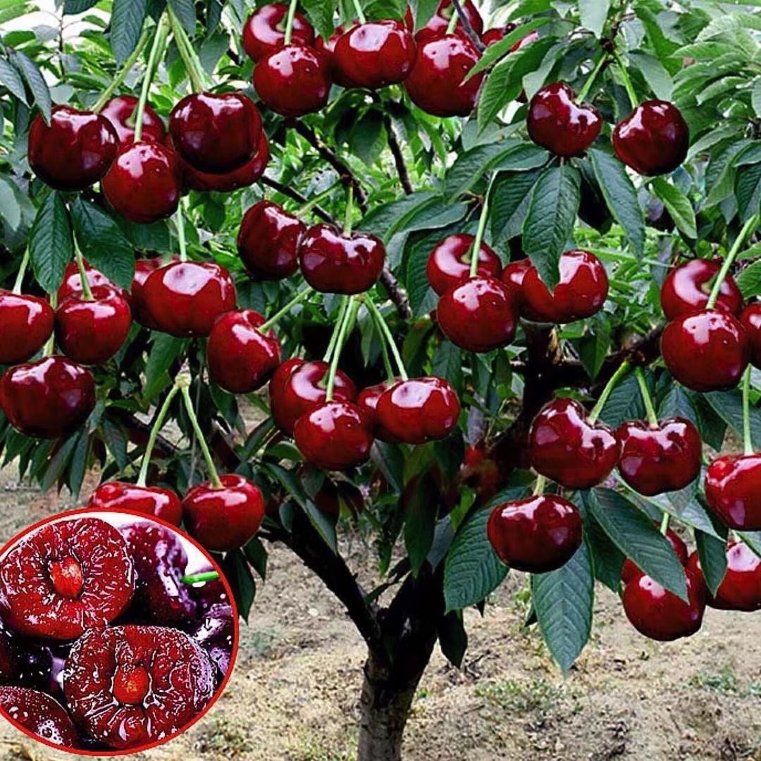 老杨生鲜明天到