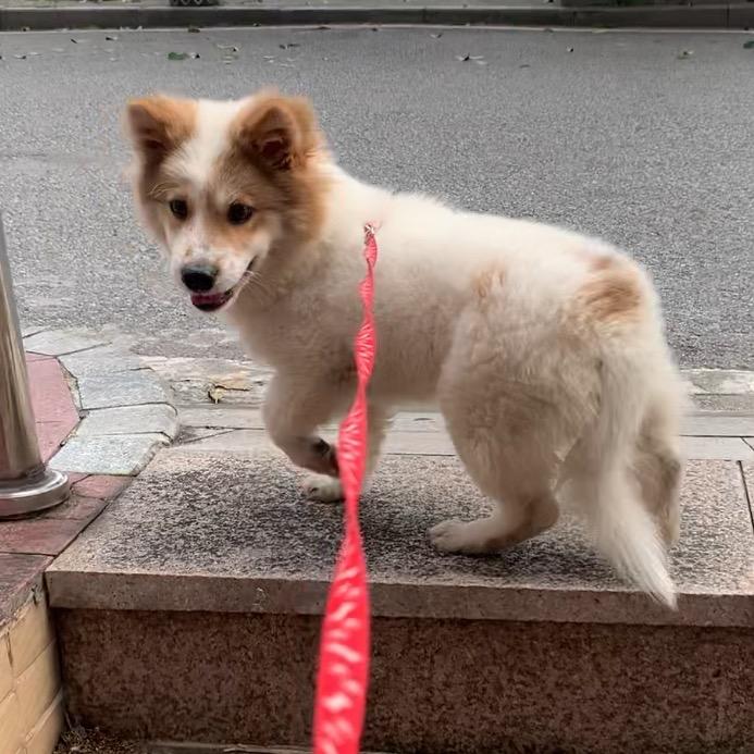 胖胖@