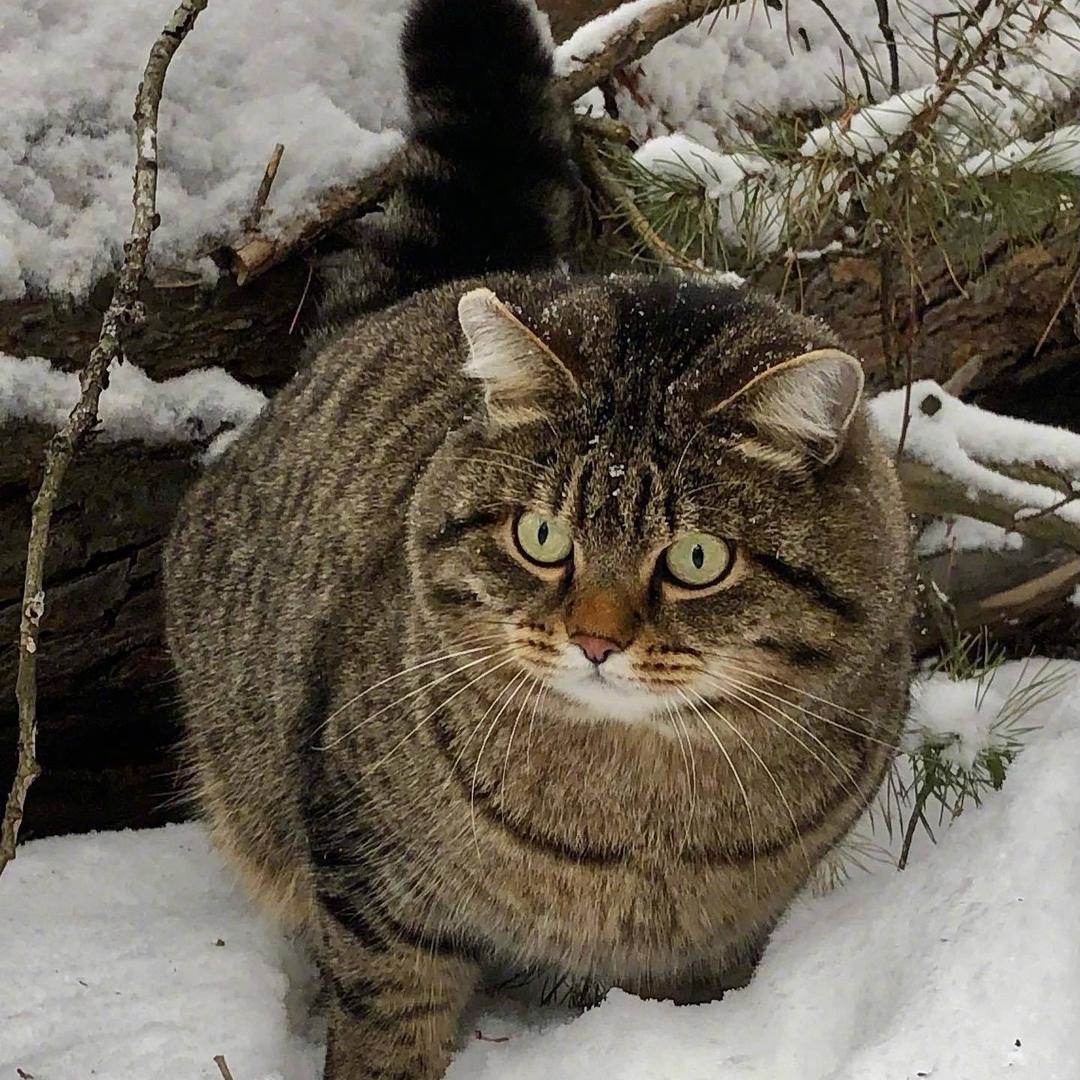 大猫咪🐈