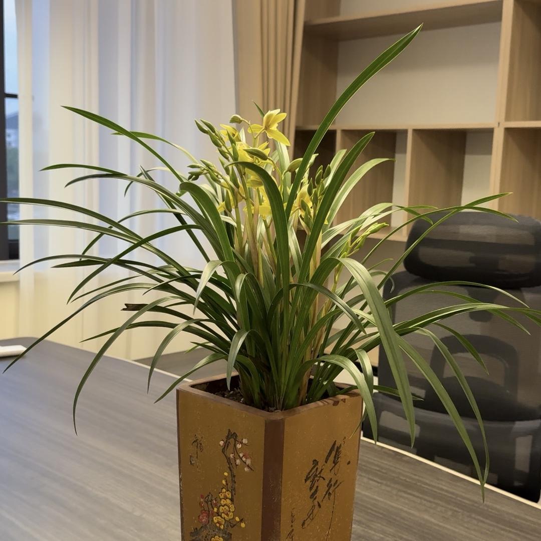 漓渚兰花