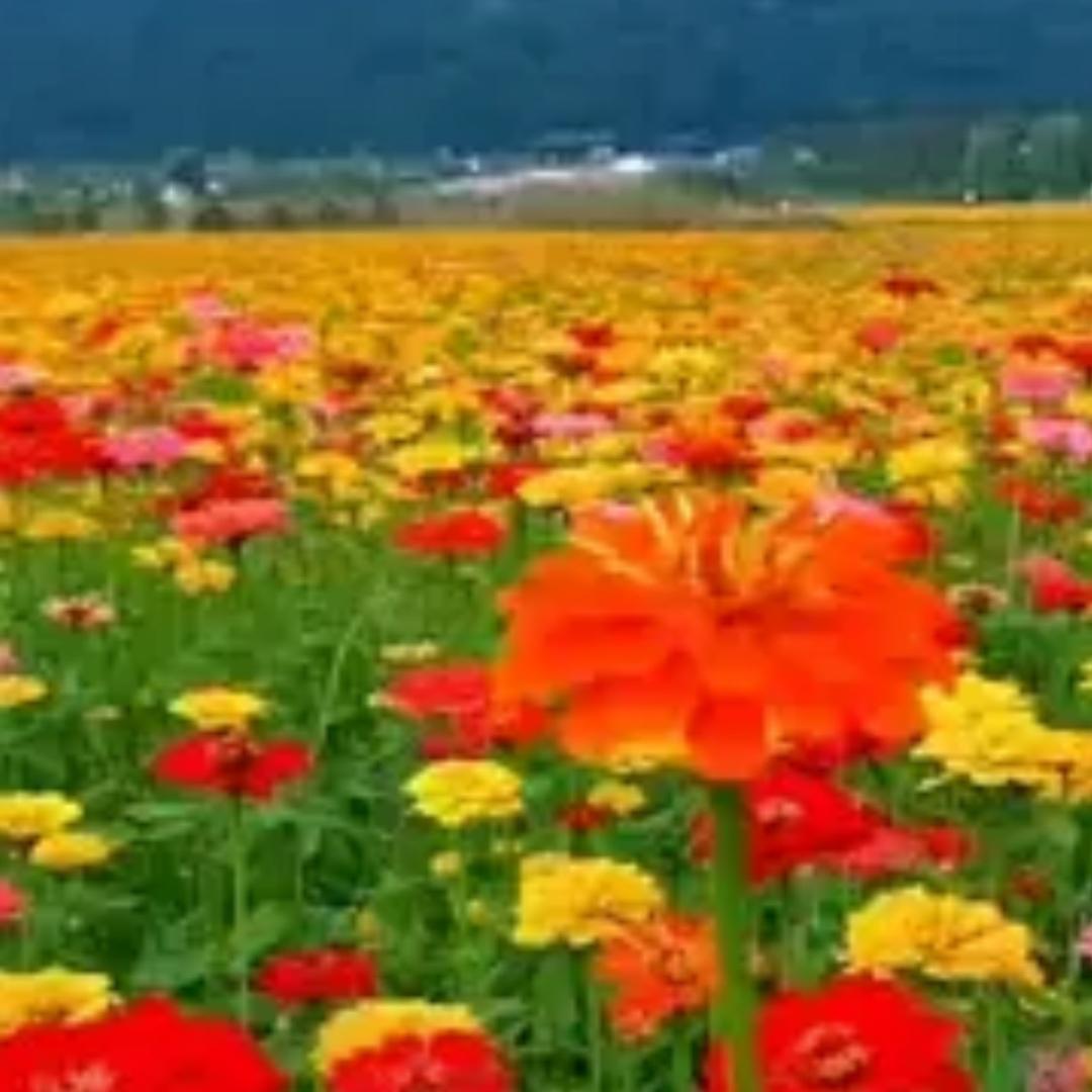 大会