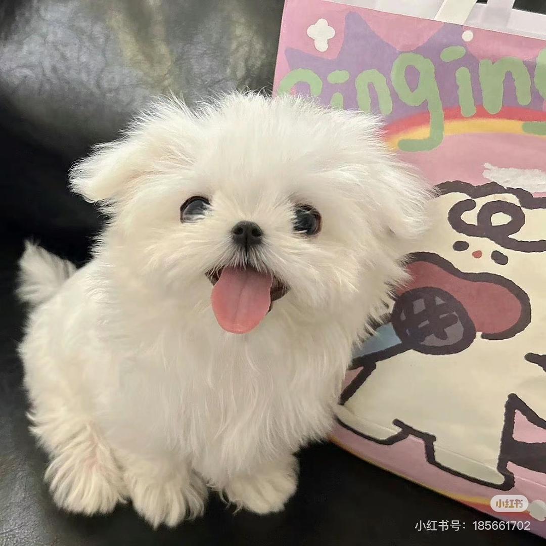 可爱多