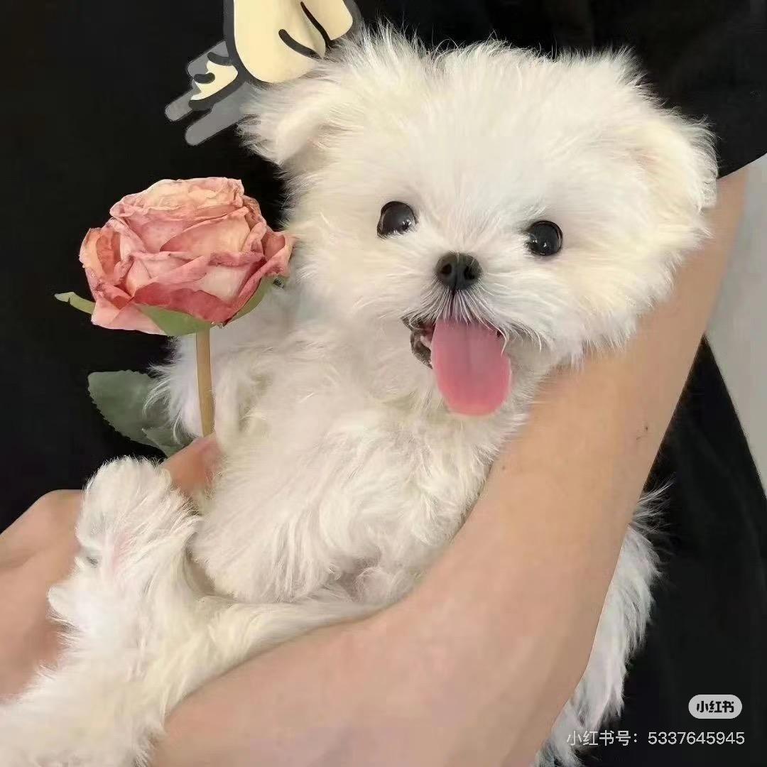 苏予