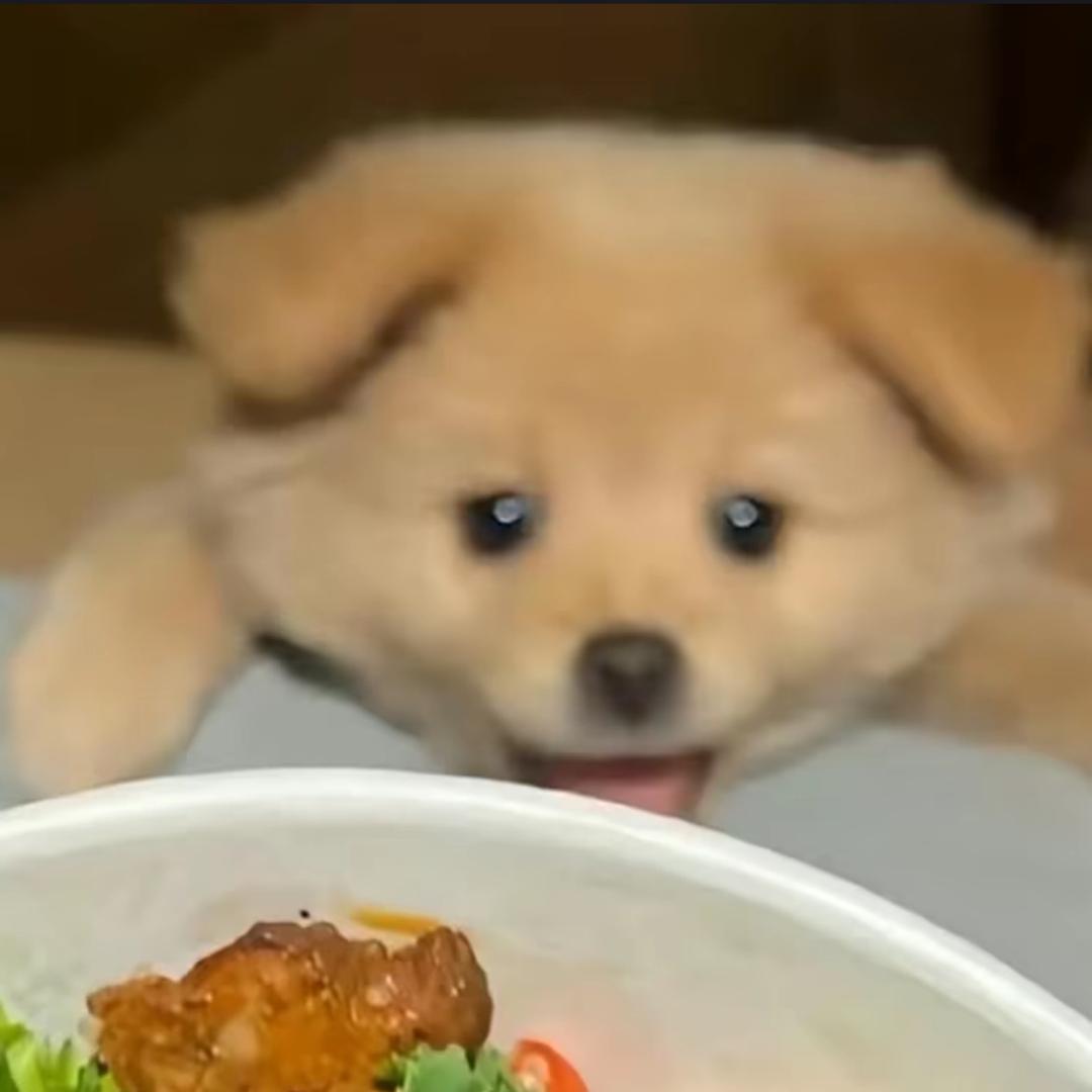 一根猫毛