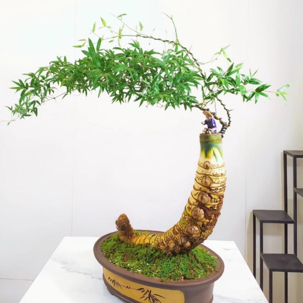 森林木绿植园