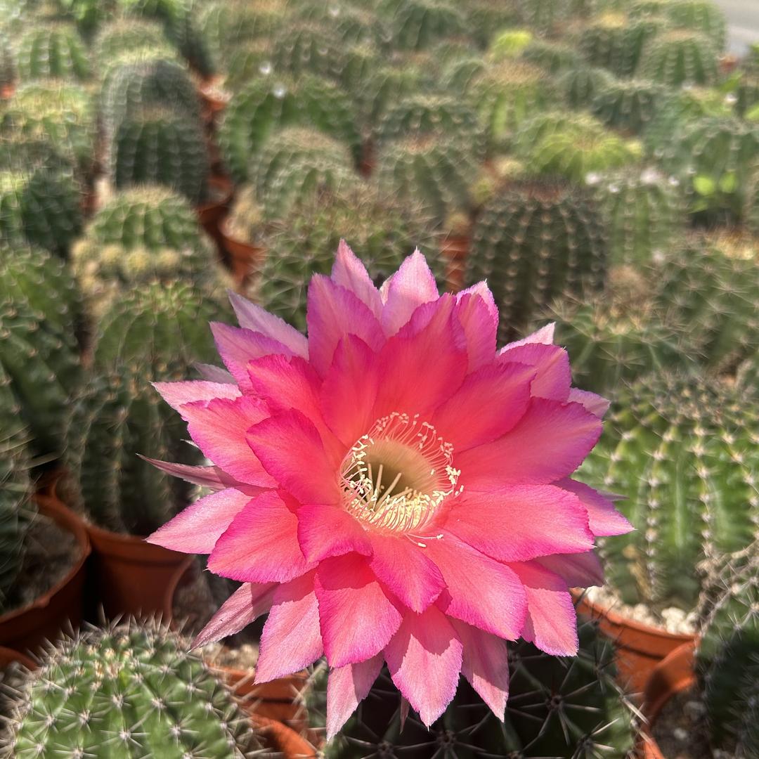 橘子花卉小铺