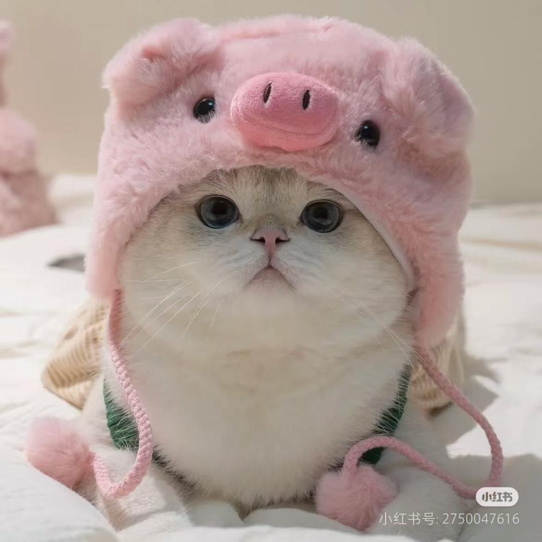 阿拉伯的猫