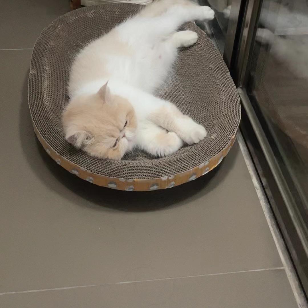 有猫有狗