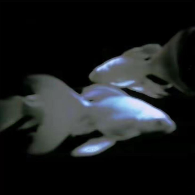 北炒（直播号）