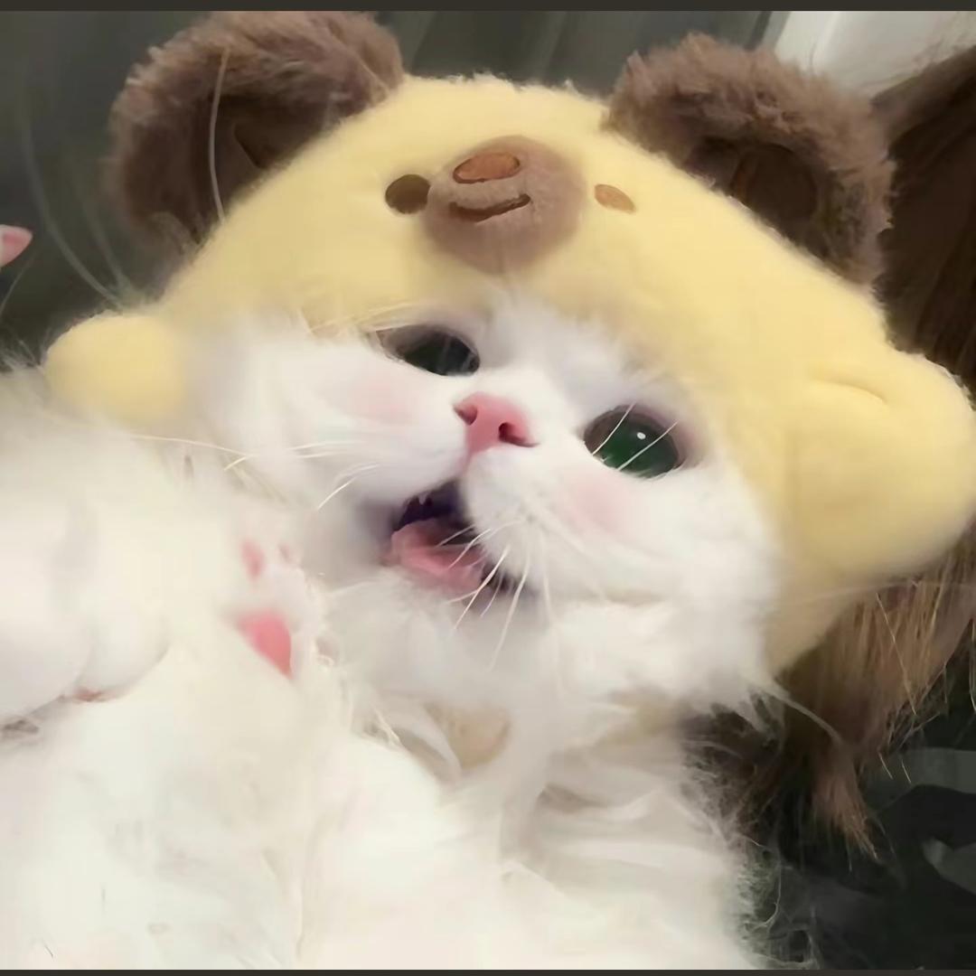 贝贝