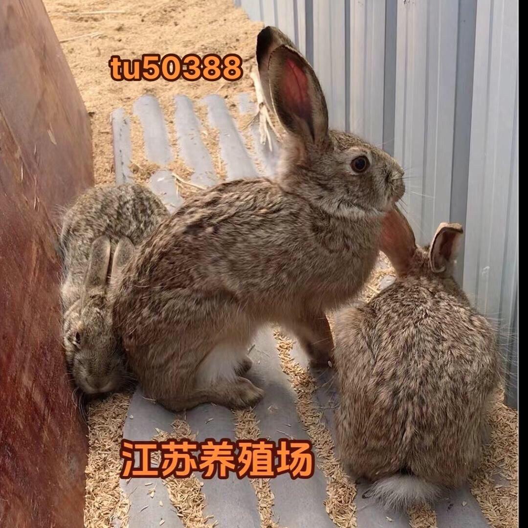 A 未来可期