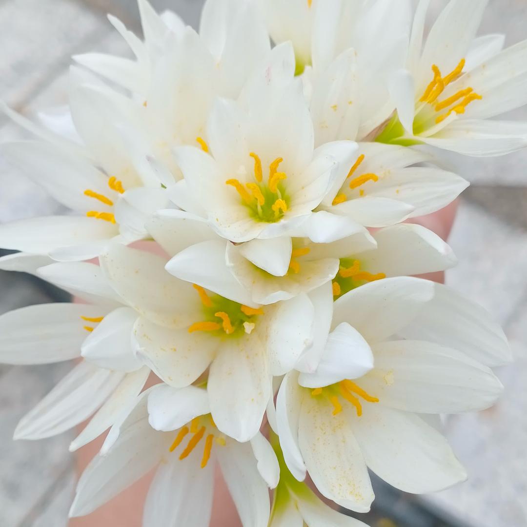 🌸❼月十七🌸