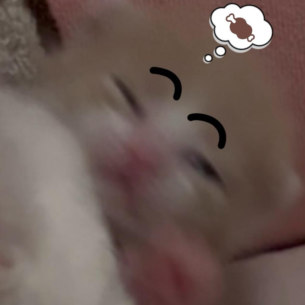 小柿子快发芽🌱