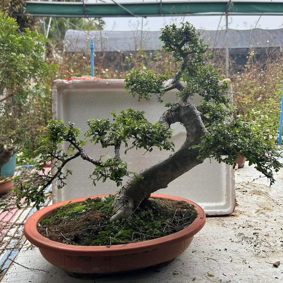 恭丽泽园艺