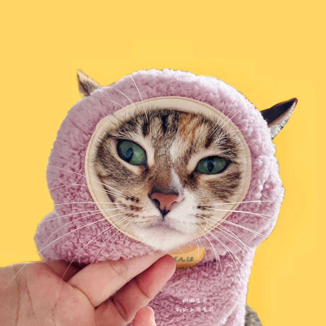 桃子的猫咪