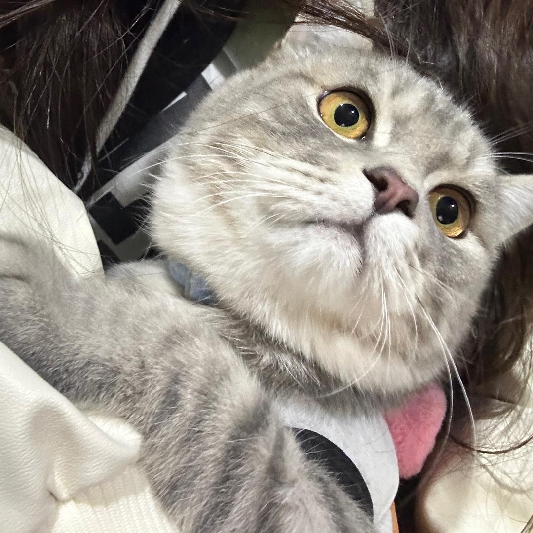 泡泡是只🐈