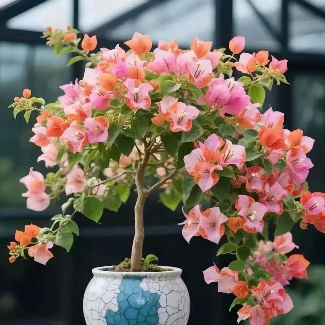 昆明熙文花卉店