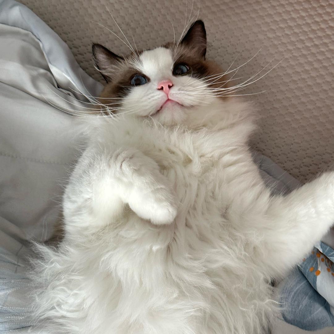 大帅是只猫