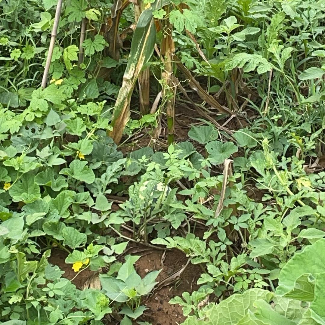 一只鱼