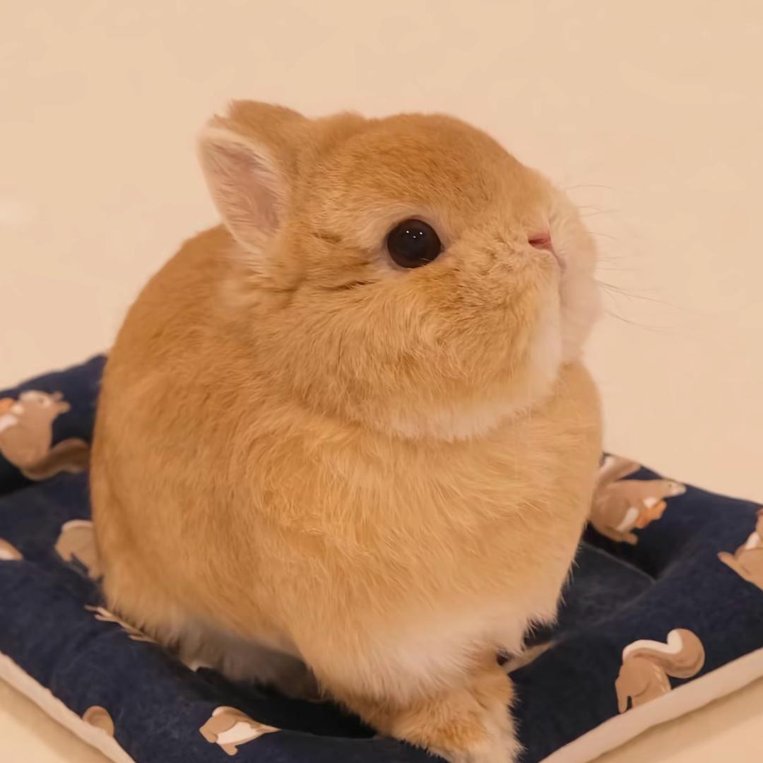 忧郁奶黄包