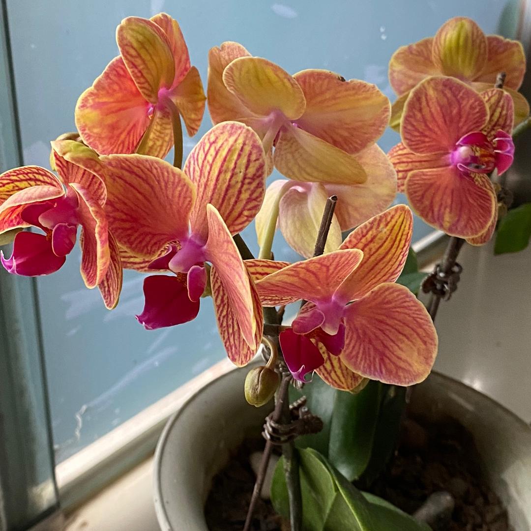 花花草草