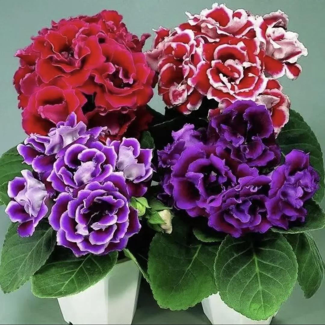 闪闪的花园