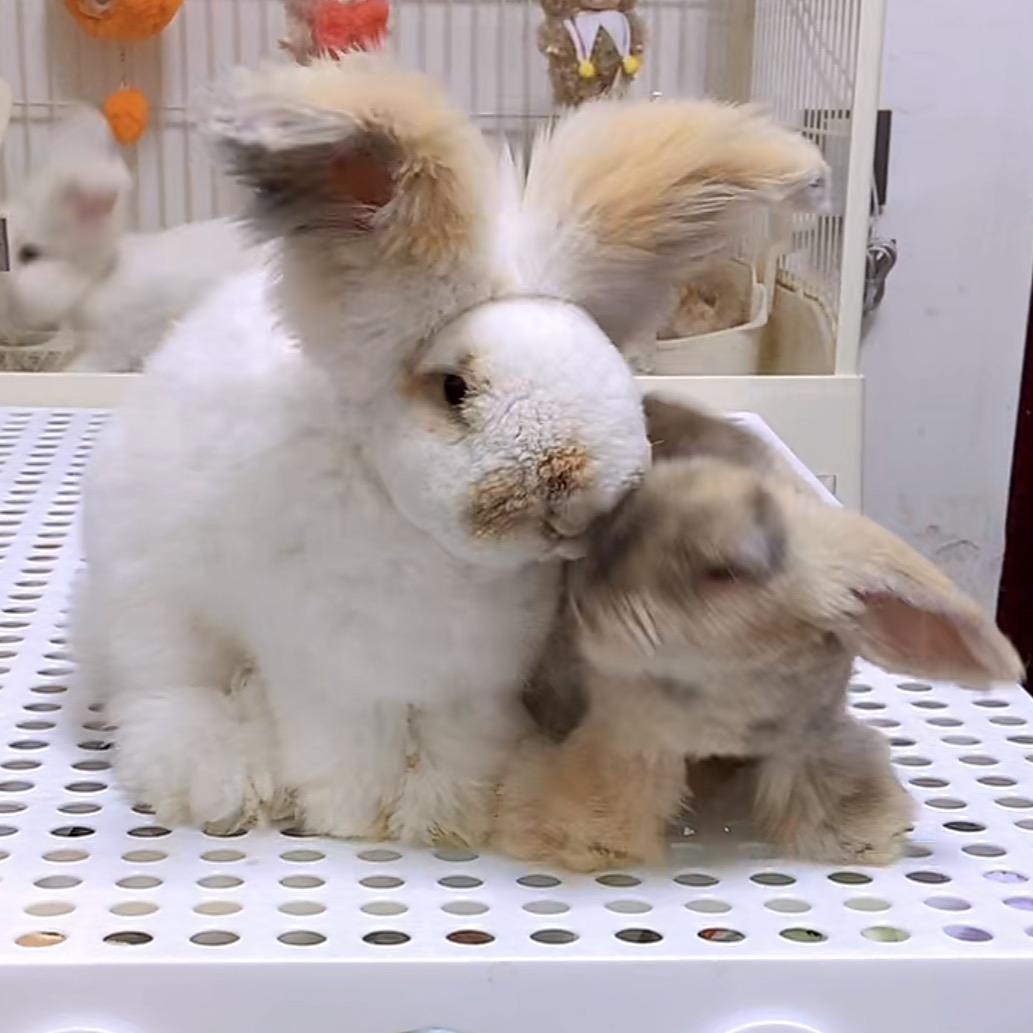 小沫家的安哥拉