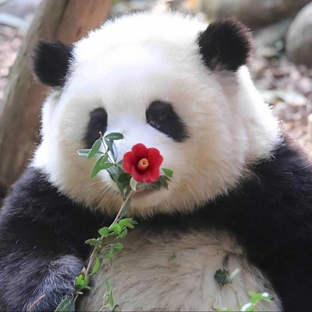 红汤涮黄喉-