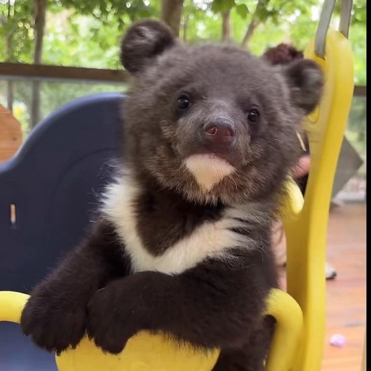 紫桐(甜心）ᴳ¹