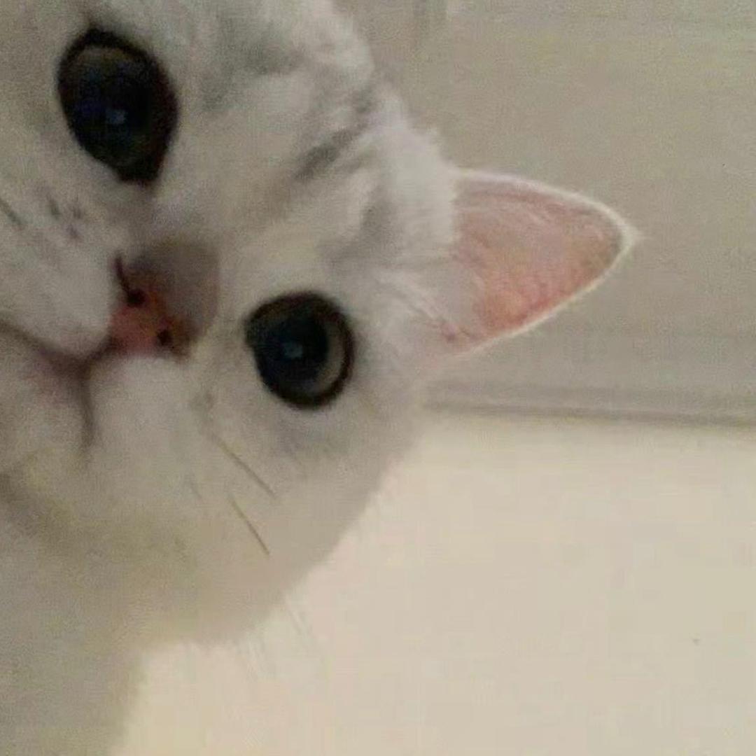 迟月