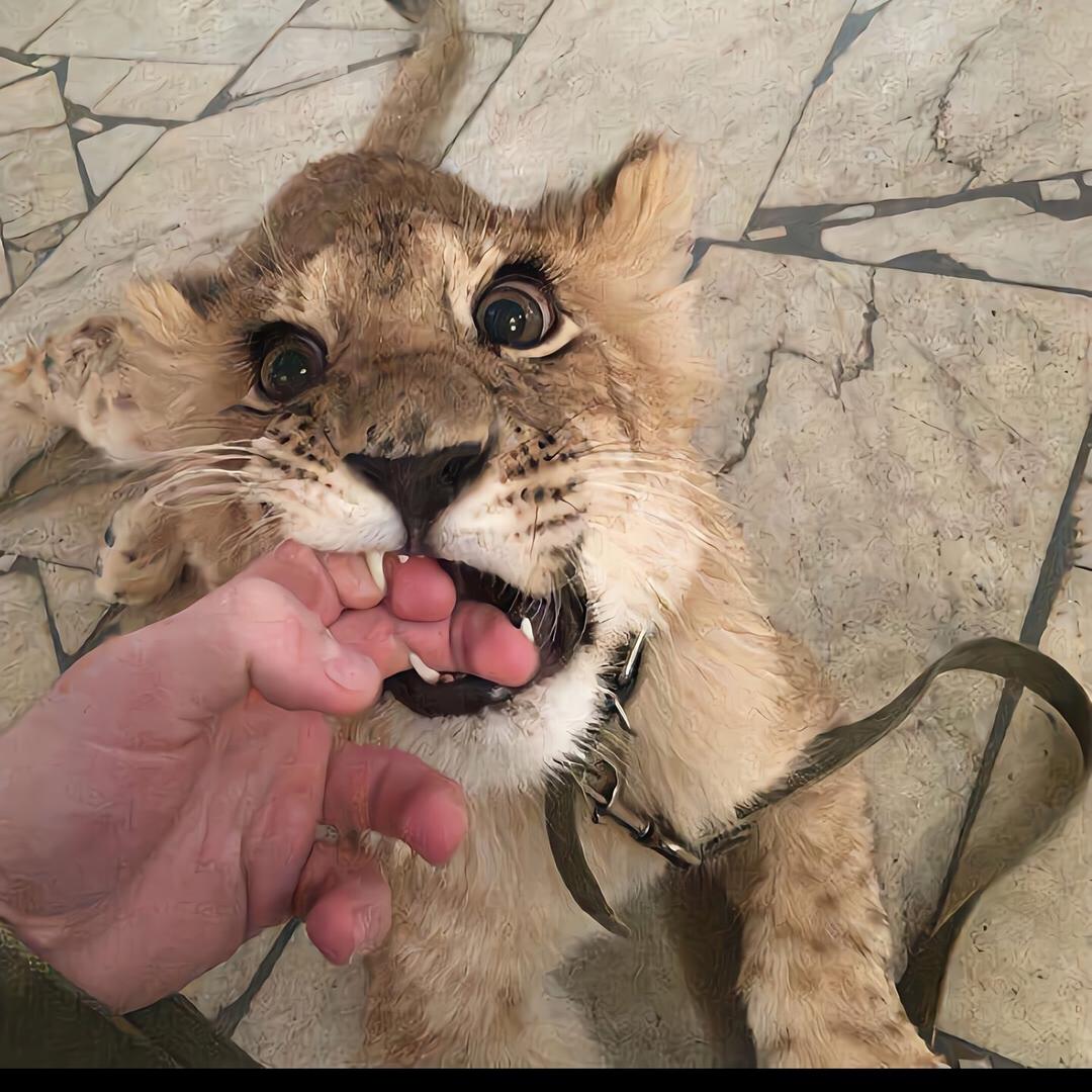 金錢豹
