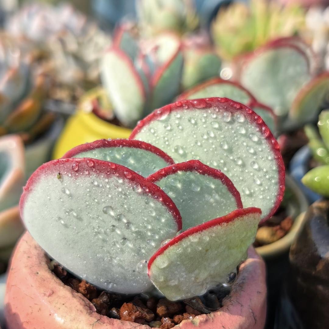 怡寻慈倩倩优品