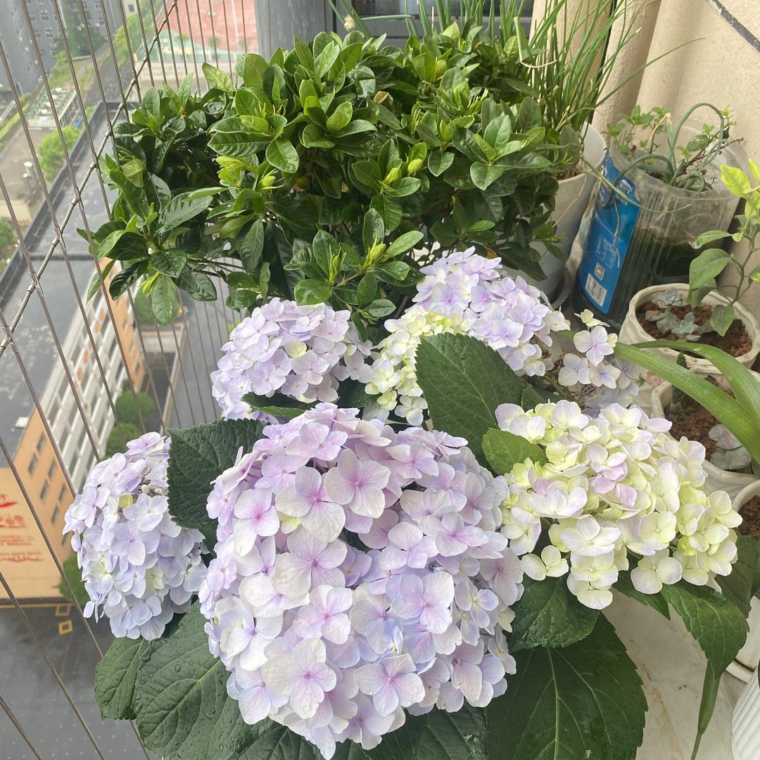 @小北（王者变现）