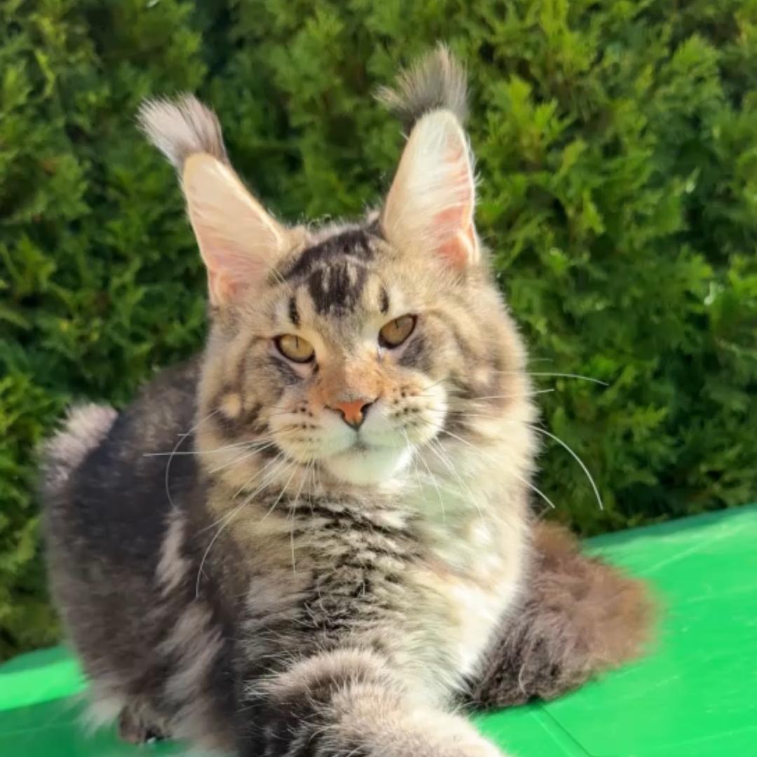 肥七家缅因猫舍主理人