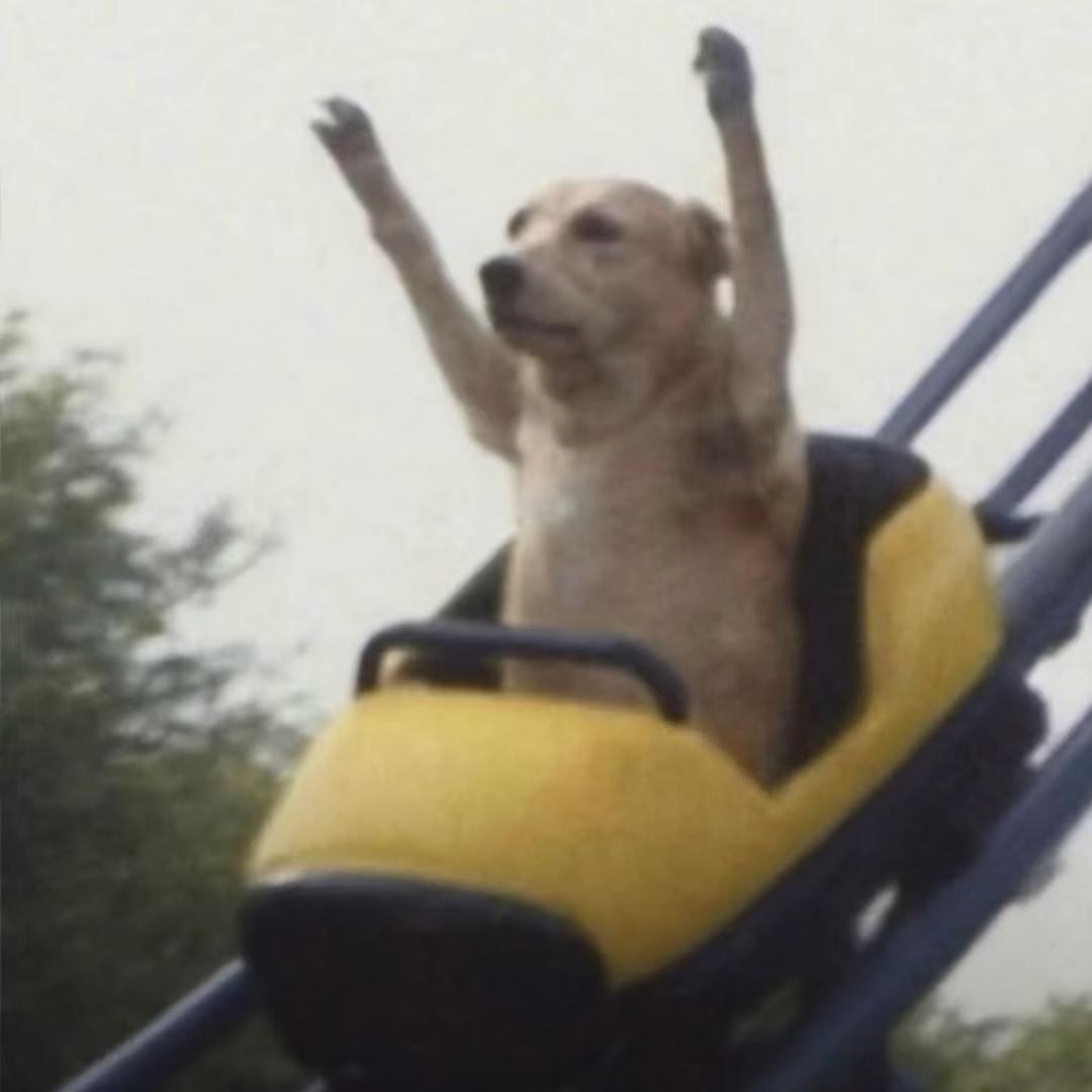 喵了个猫🐱（幸运版）🌈