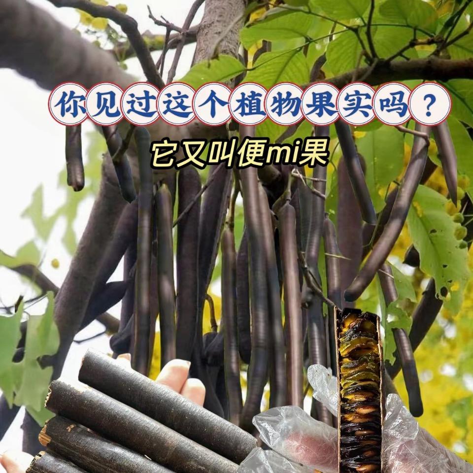 云南腊肠果