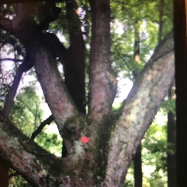 晚哥