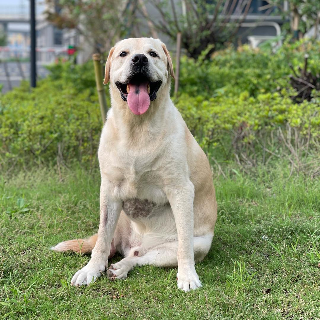 帅帅是拉布拉多🐶