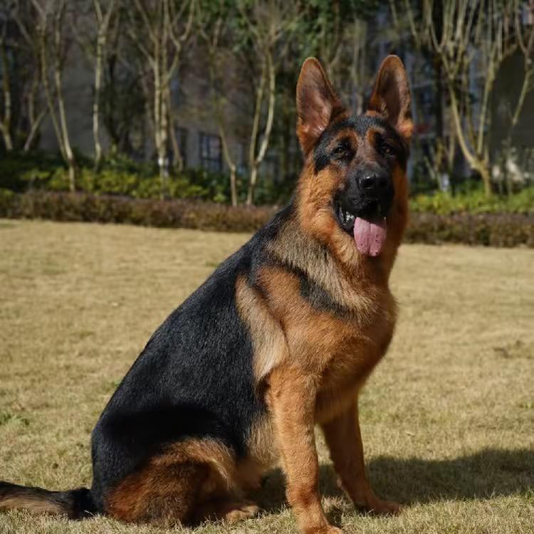 诚信特种养殖基地