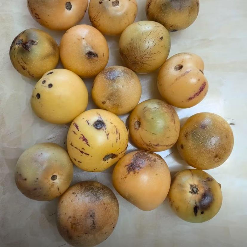 鑫鑫嘛嘛