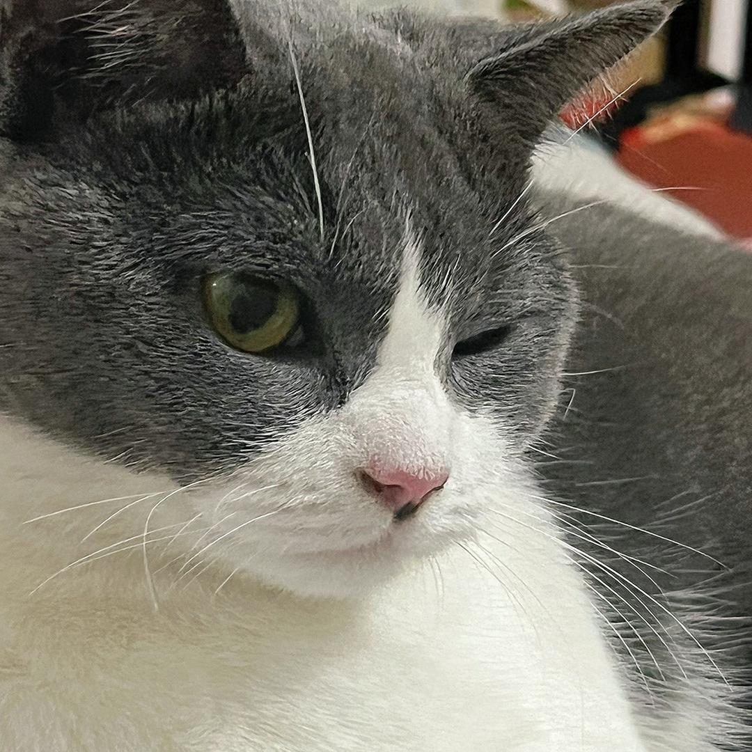 一只🐈