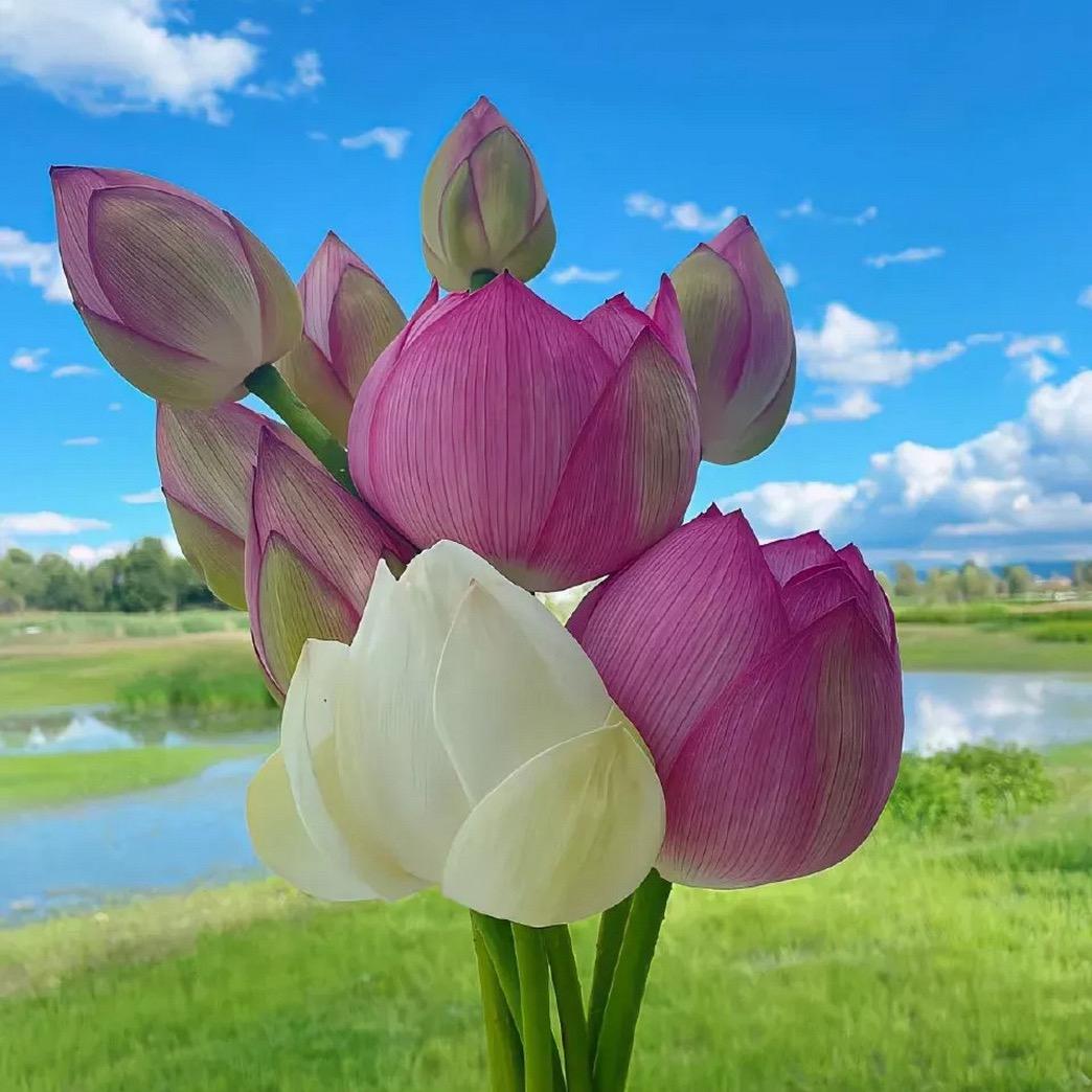 A 🌹浅💃语⭐️