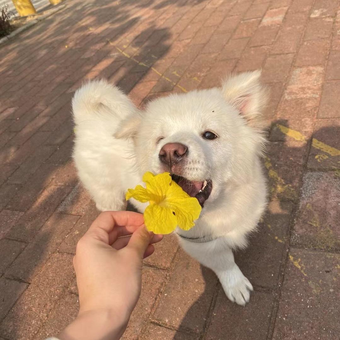 咔嚓星人李大力