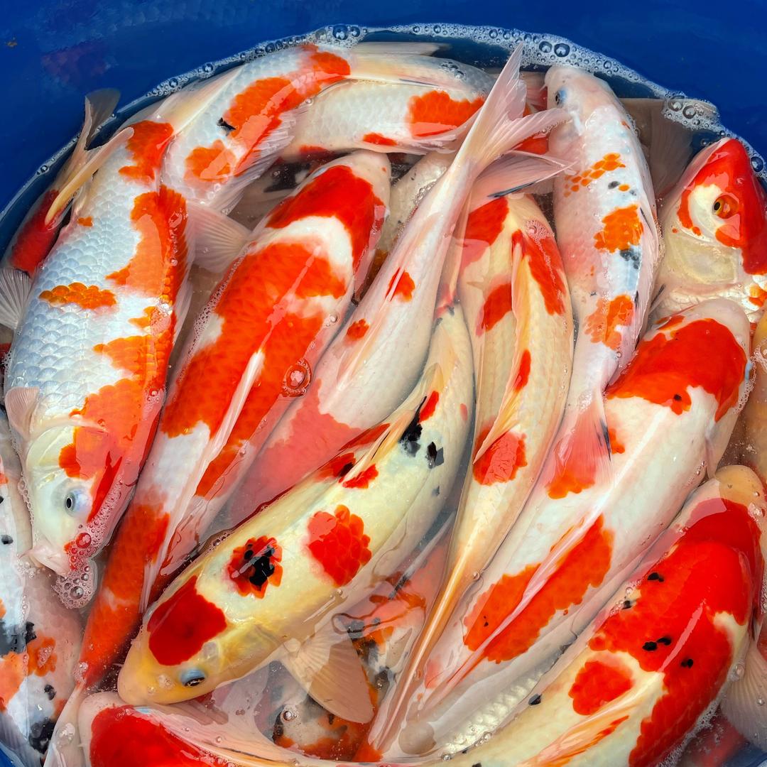 成都大正精品锦鲤