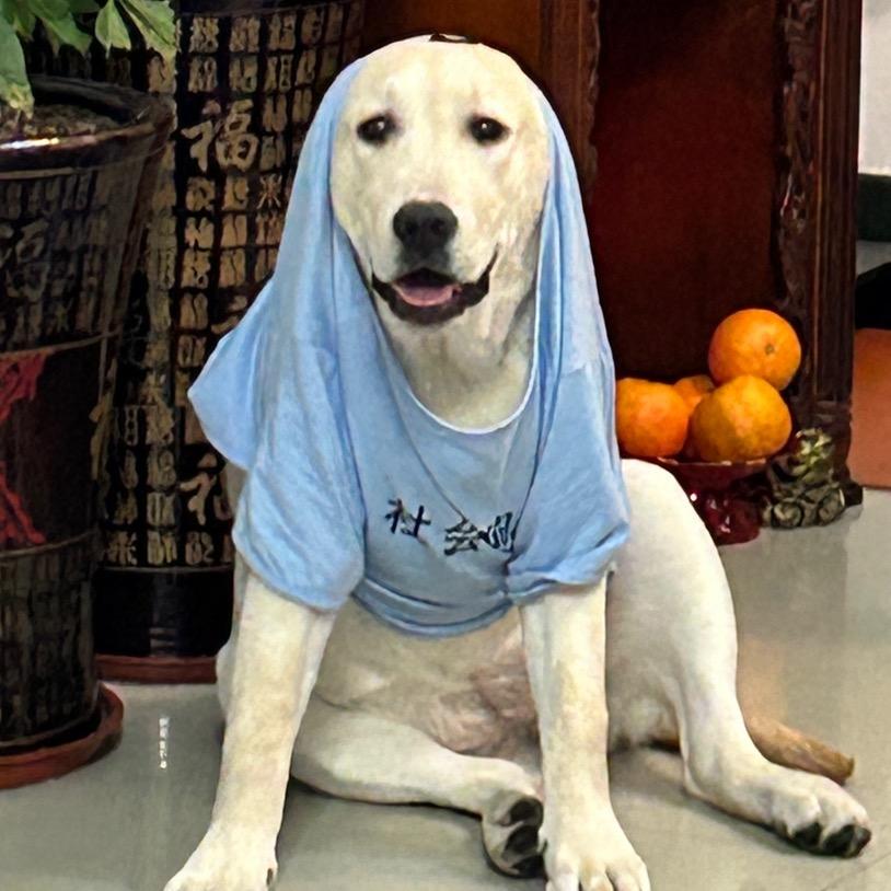 米莲是只猪