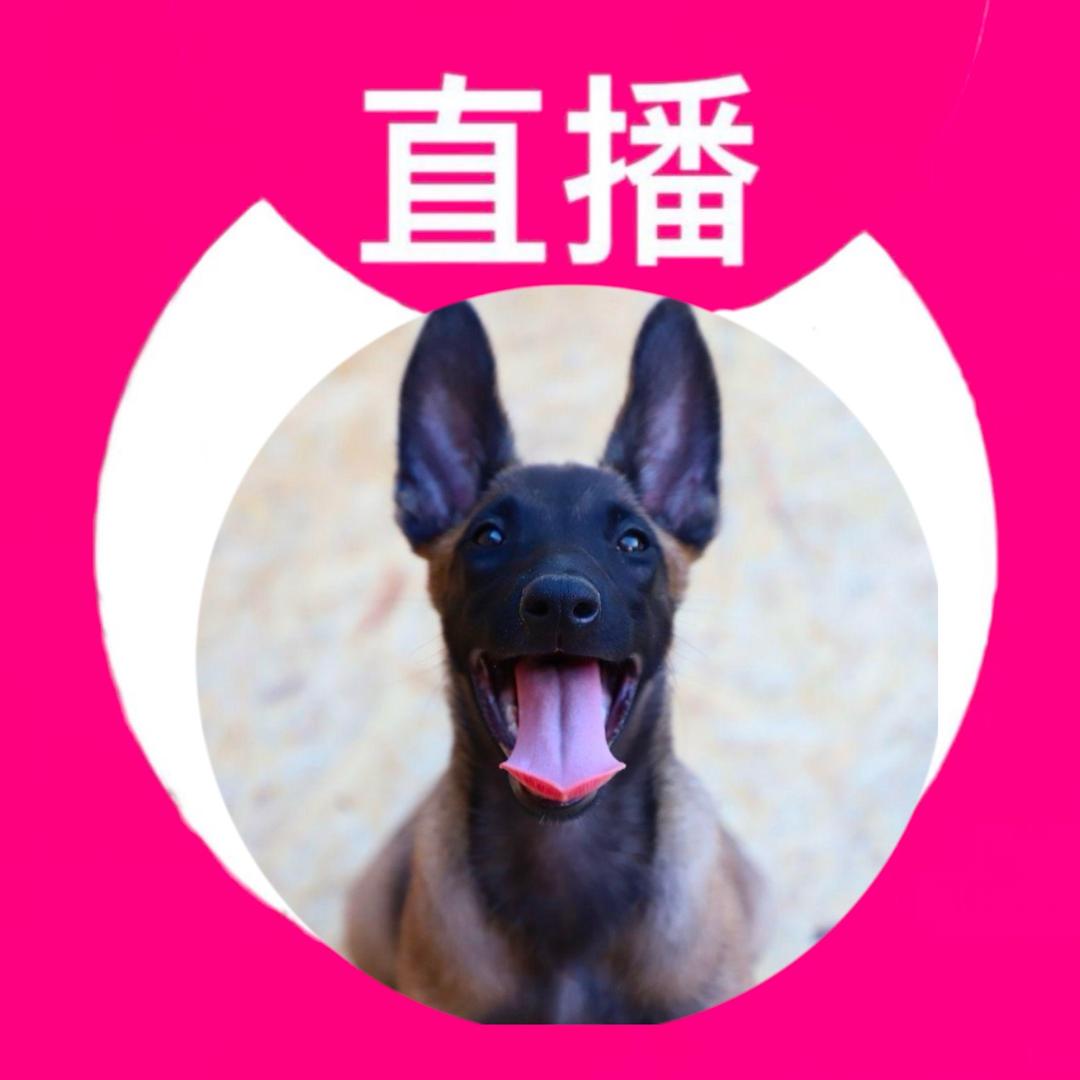 马犬之家