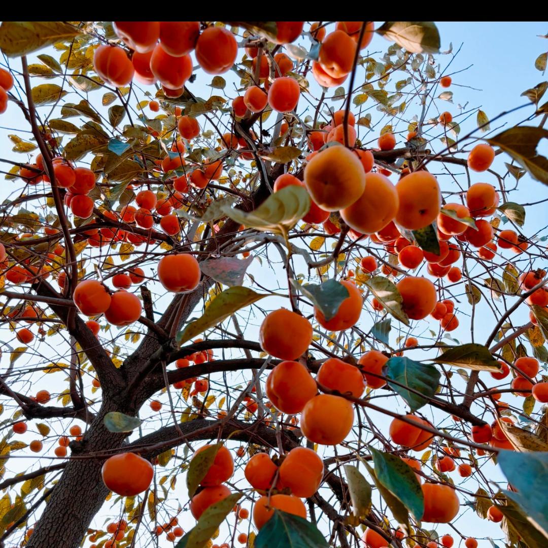 iosn龙木果树苗木专卖店