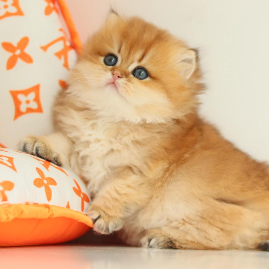 喵之物语•撸猫•活体•寄养•洗护官方号