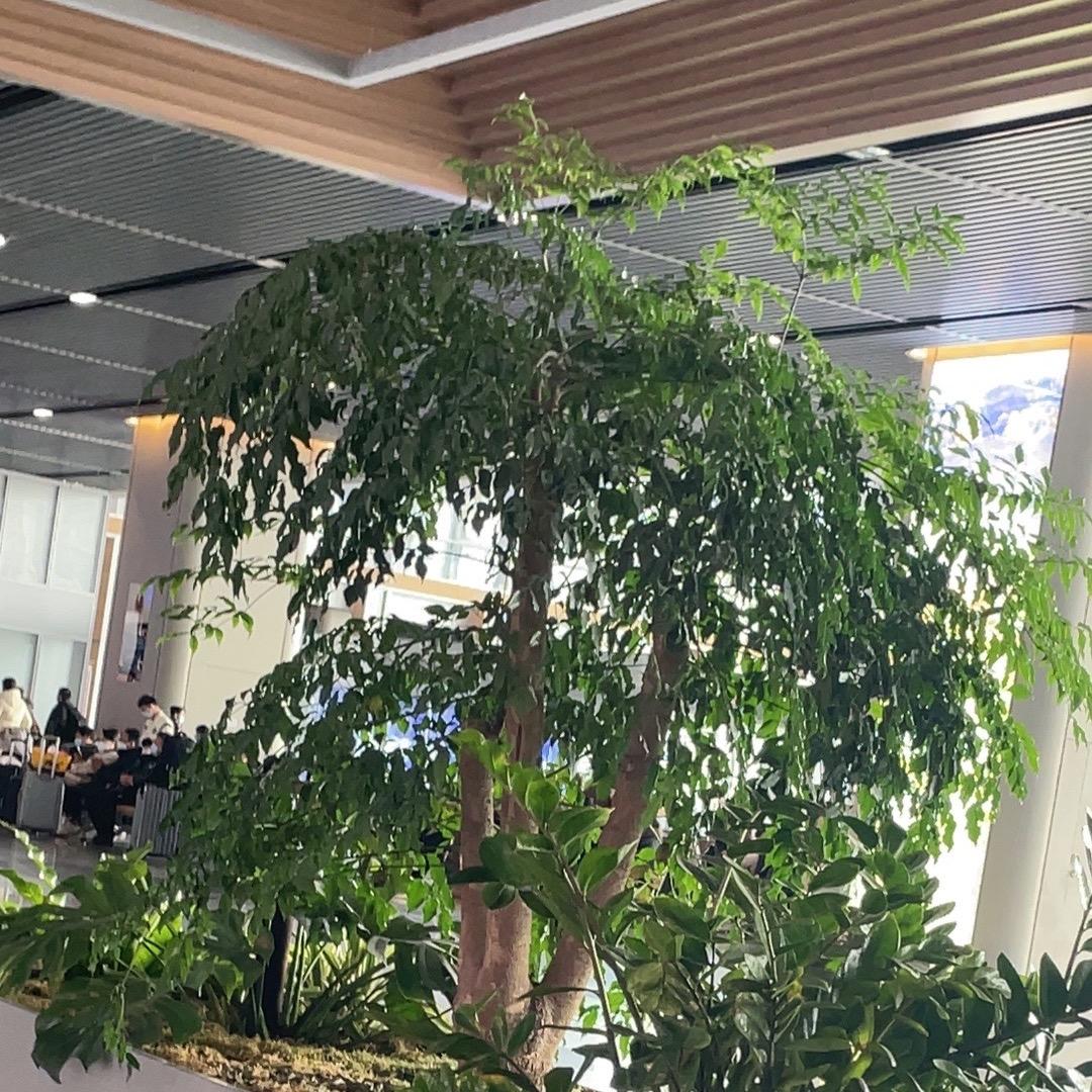 @看遍桃花开